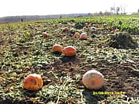 Ох, эта сказочная тыква! (фото №3).