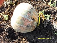 Ох, эта сказочная тыква! (фото №5).