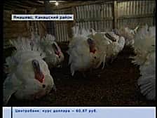 Фермер из Канашского района планирует обеспечить индюшатиной всю республику.