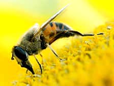 Во Франции более миллиона пчел утонули в собственном мёде.