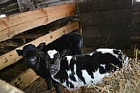 Глава администрации Канашского района побывал в гостях у молодых фермеров (фото №19).