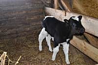 Глава администрации Канашского района побывал в гостях у молодых фермеров (фото №20).