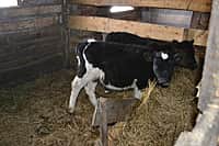 Глава администрации Канашского района побывал в гостях у молодых фермеров (фото №21).