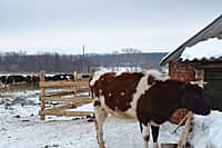 Глава администрации Канашского района побывал в гостях у молодых фермеров (фото №23).