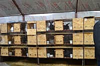 Глава администрации Канашского района побывал в гостях у молодых фермеров (фото №5).