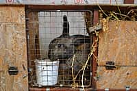 Глава администрации Канашского района побывал в гостях у молодых фермеров (фото №7).