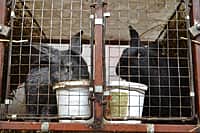 Глава администрации Канашского района побывал в гостях у молодых фермеров (фото №8).