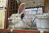 Глава администрации Канашского района побывал в гостях у молодых фермеров (фото №9).