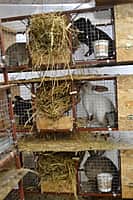 Глава администрации Канашского района побывал в гостях у молодых фермеров (фото №10).