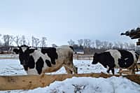 Глава администрации Канашского района побывал в гостях у молодых фермеров (фото №14).