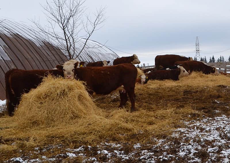 Глава администрации Канашского района Владимир Степанов посетил КФХ Игоря Анатольевича Яковлева, расположенное в д.Задние Яндоуши.