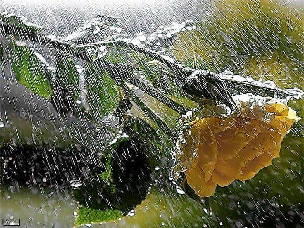 В городе Канаш и Канашском районе за сутки выпала месячная норма осадков (от 58 до 80 мм).