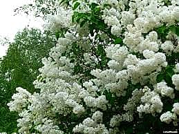 В городе Канаше волонтерами 70рф Сирень Победы будет посажена 1 мая у Монумента Славы.