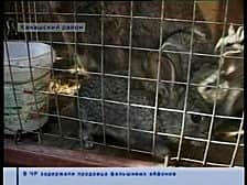 Грант на развитие хозяйства.