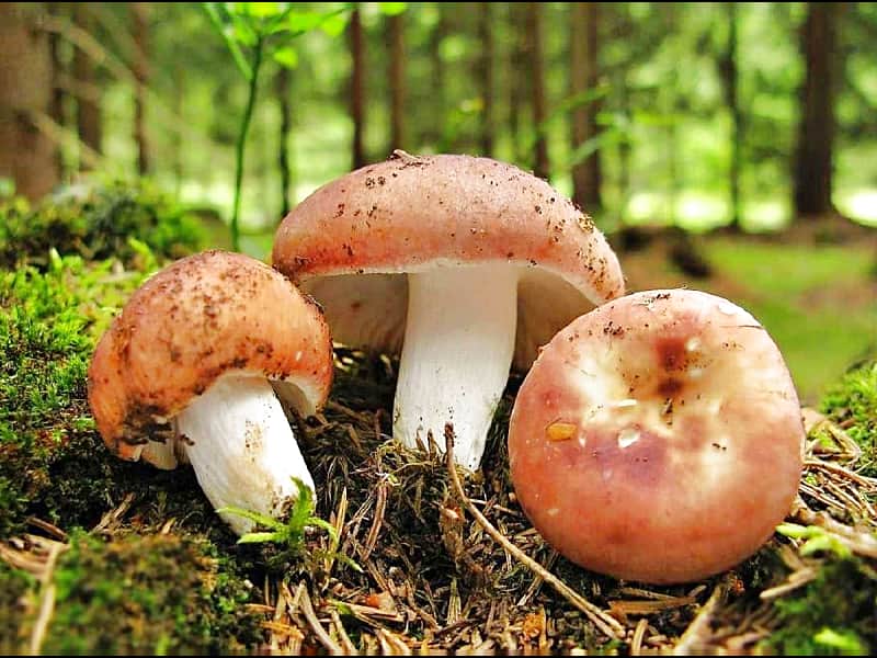 Грибы, собранные в Заволжье в Чебоксарах, проверили на радиацию.