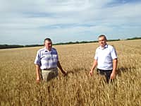 Хлеборобы Канашского района к концу этой недели приступят к уборке урожая (фото №1).