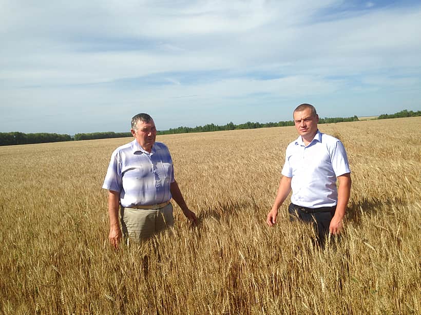 Хлеборобы Канашского района к концу этой недели приступят к уборке урожая.