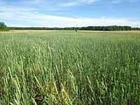 Хлеборобы Канашского района к концу этой недели приступят к уборке урожая (фото №2).