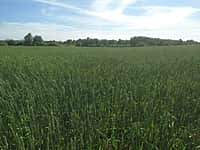 Хлеборобы Канашского района к концу этой недели приступят к уборке урожая (фото №3).