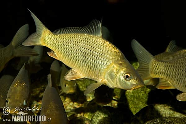 От какой рыбы бывает описторхоз?