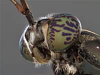 В Канаше появится производство кормового белка из личинок.