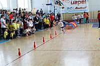 В Канаше прошла малая олимпиада «Олимпийцы в детском саду» (фото №20).