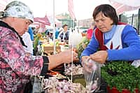 В Канаше прошло торжественное открытие ярмарки сельскохозяйственной продукции "Дары осени-2015" (фото №7).