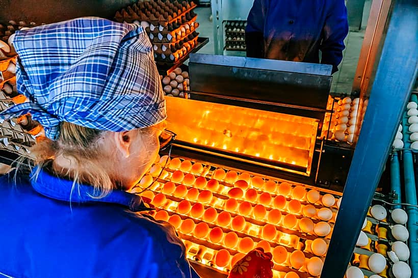 Канашская птицефабрика планирует довести производство яиц до 100 млн. штук.