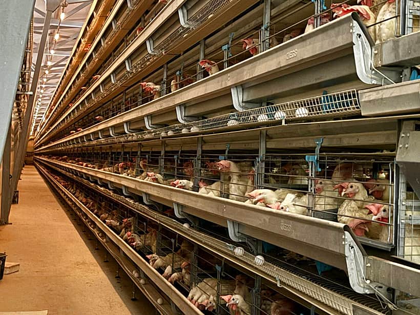 Канашская птицефабрика демонстрирует стабильно позитивные показатели развития.