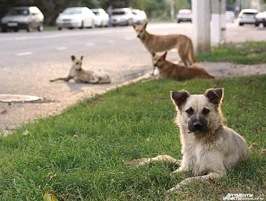 Канашская районная станция по борьбе с болезнями животных сообщает.