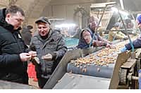 В Канашском районе приступили к сортировке лука-севка (фото №1).