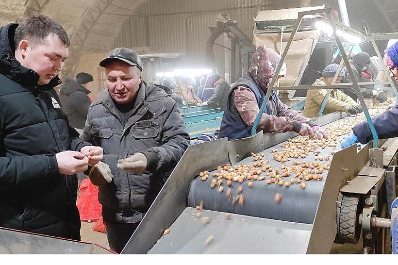 В Канашском районе приступили к сортировке лука-севка.