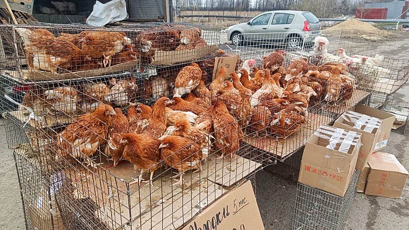 В Канашском районе открылся месячник-ярмарка выходного дня «Весна - 2024».