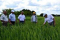 Канашский район: осмотр посевов сельскохозяйственных культур выявил лучших (фото №1).