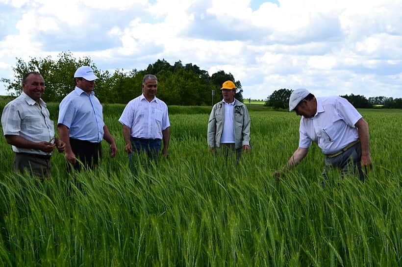 Канашский район: осмотр посевов сельскохозяйственных культур выявил лучших.