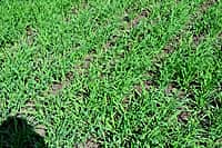 Канашский район: осмотр посевов сельскохозяйственных культур выявил лучших (фото №2).