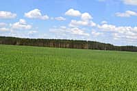 Канашский район: осмотр посевов сельскохозяйственных культур выявил лучших (фото №4).