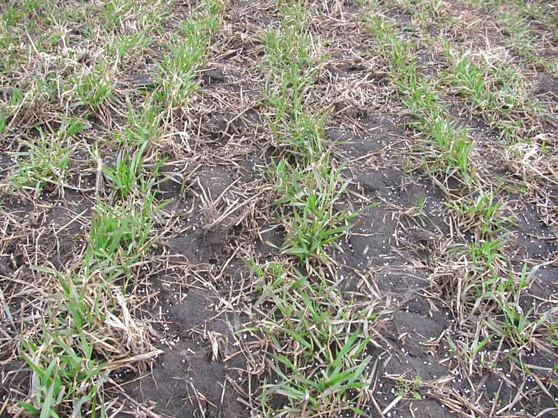 Канашский район: в трех сельхозпредприятиях идут весенне-полевые работы.