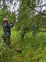 В Канашском лесничестве Минприроды Чувашии приступили к сбору шишек лиственницы сибирской (фото №3).