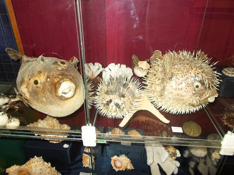 В Канашском краеведческом музее открыта выставка раковин и кораллов "Загадочный мир океана".