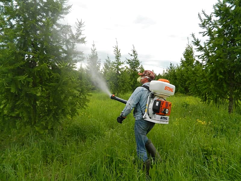 В Канашском лесничестве на плантации лиственницы проведена обработка от вредителей.