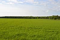 В Канашском районе 3 июня начался комиссионный смотр посевов сельскохозяйственных культур (фото №3).