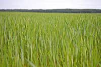 В Канашском районе 3 июня начался комиссионный смотр посевов сельскохозяйственных культур (фото №14).