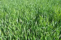 В Канашском районе 3 июня начался комиссионный смотр посевов сельскохозяйственных культур (фото №16).