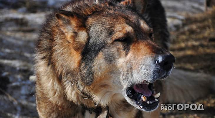 В Канашском районе охотничья собака напала на 7-летнюю девочку.