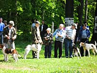 В Канашском районе прошла 57-я межрайонная выставка охотничьих собак (фото №1).