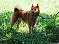 В Канашском районе прошла 57-я межрайонная выставка охотничьих собак (фото №2).