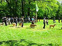 В Канашском районе прошла 57-я межрайонная выставка охотничьих собак (фото №3).