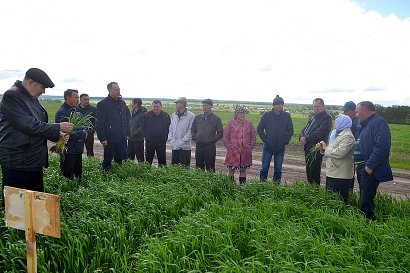 В Канашском районе смотр полей определил, у кого лучшие посевы.