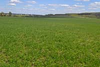 В Канашском районе яровых зерновых и зернобобовых культур посеяно на площади 5646 га (42% от плана) (фото №4).